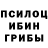 Галлюциногенные грибы Psilocybine cubensis Nazli Cavadova